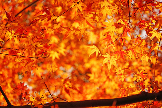 紅楓葉高清 唯美秋景 紅葉素材