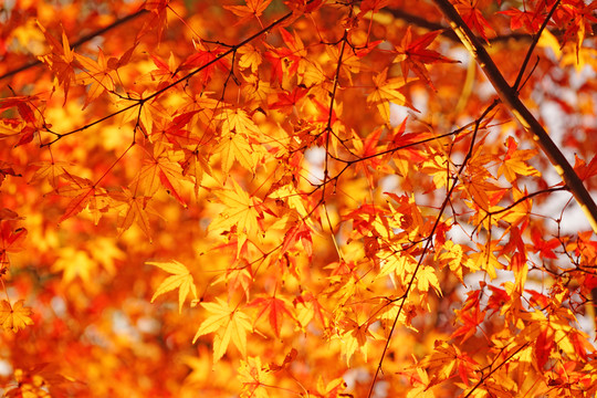 紅楓葉高清 唯美秋景 香山紅葉