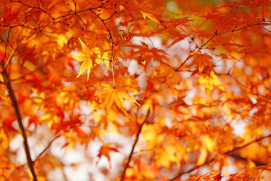 紅楓葉高清 唯美秋景 紅葉素材
