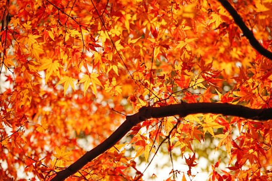 紅楓背景 楓葉素材 唯美秋景