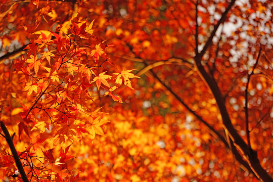 紅楓背景 楓葉素材 香山紅葉