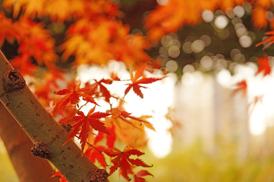 紅楓背景 楓葉素材 唯美秋景