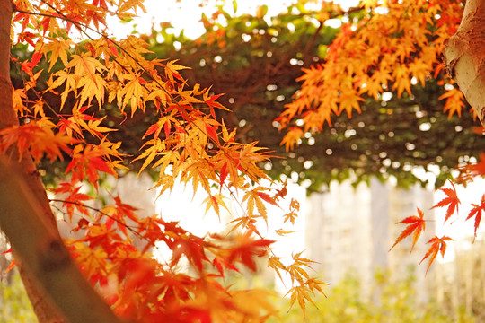 紅楓背景 楓葉素材 秋景素材