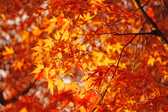 紅楓背景 楓葉素材 秋景素材