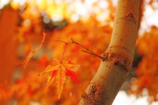 紅楓背景 楓葉素材 秋景素材