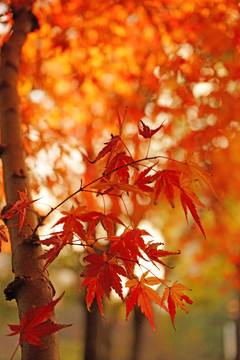 唯美高清楓葉 香山紅葉