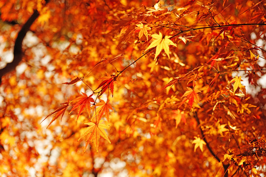 楓葉秋葉背景 香山紅葉