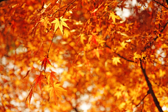 唯美高清紅楓葉 秋葉 香山紅葉