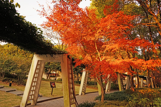唯美高清紅楓樹 香山紅葉