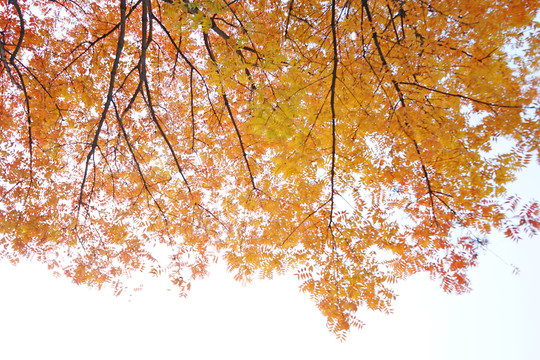 槭树叶 秋天素材高清