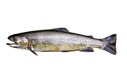 鱒魚隔離