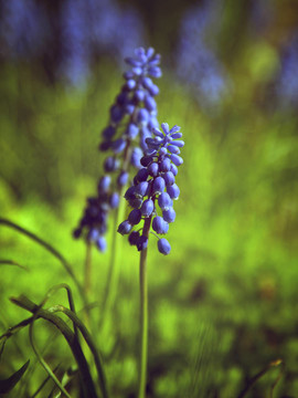藍(lán)春花。
