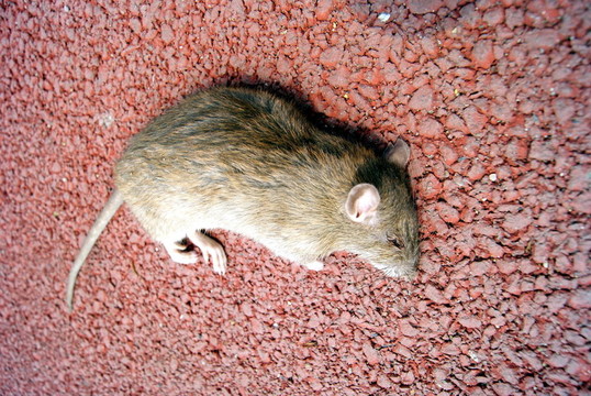 死老鼠