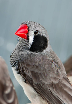 斑馬Finch