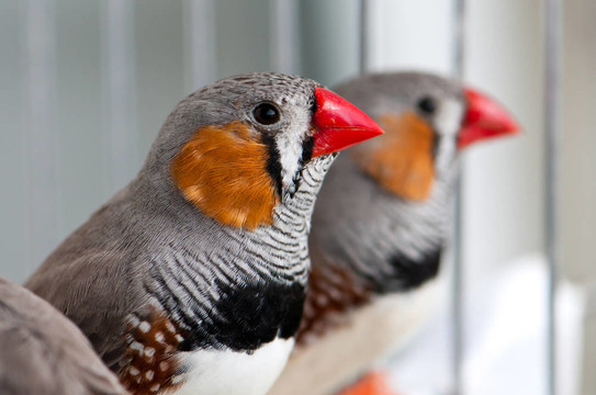 斑馬Finch
