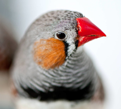 斑馬Finch