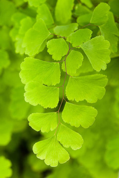 孔雀草