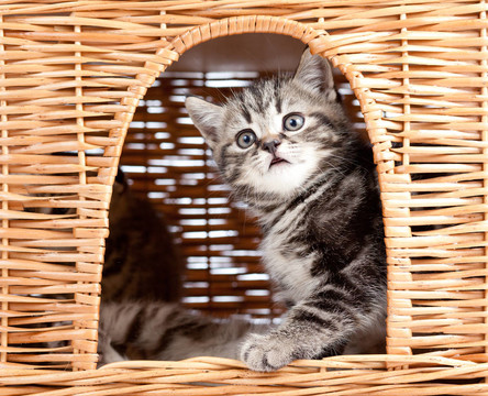 滑稽的小猫坐在柳条的猫屋