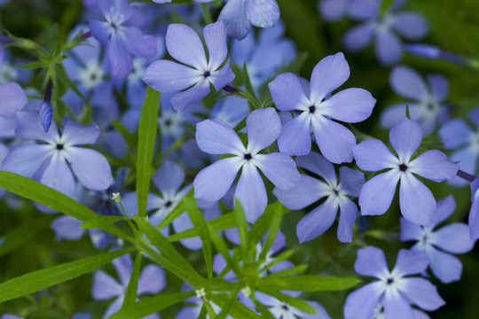 野福祿考花