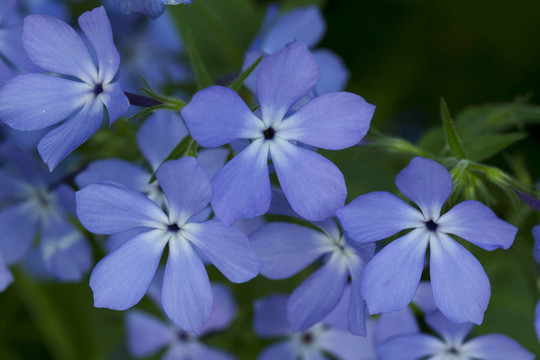 野福祿考花