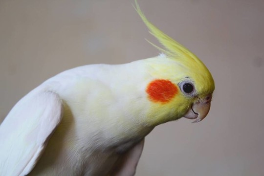 鸚鵡鞠躬
