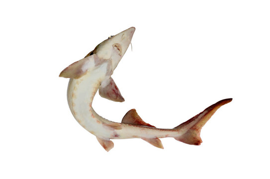 白底魚