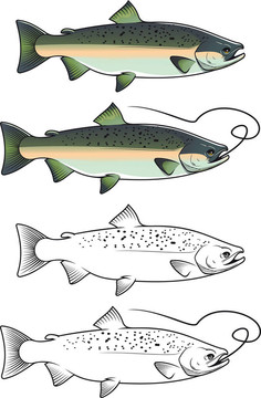 大麻哈魚