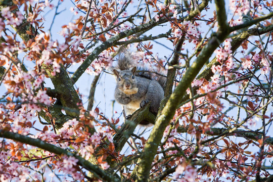 松鼠和春天的花