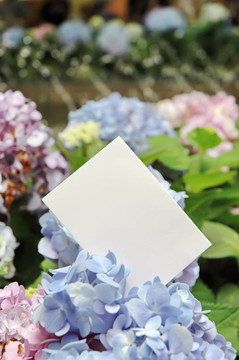 紙坯花