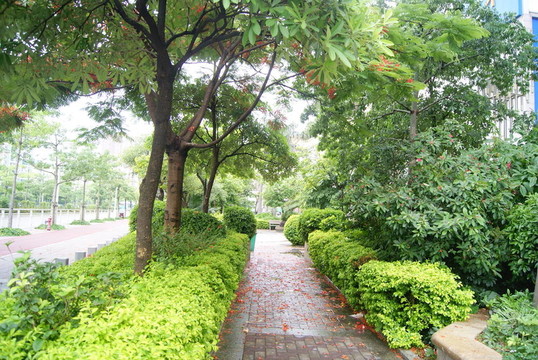 林蔭路