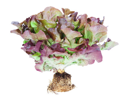 生菜