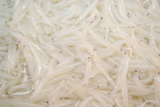 魚