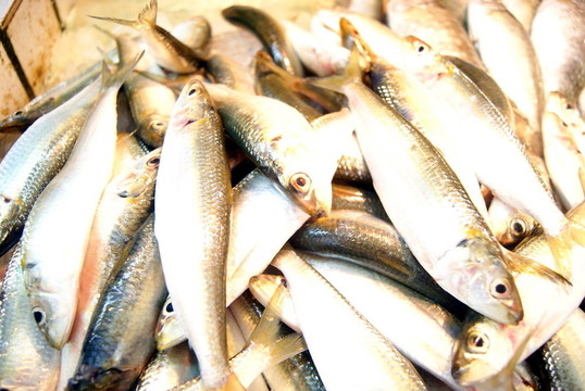 魚