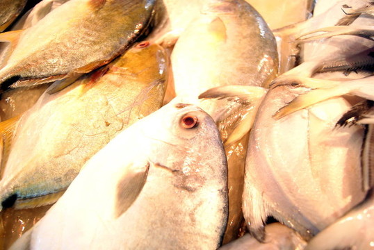 魚