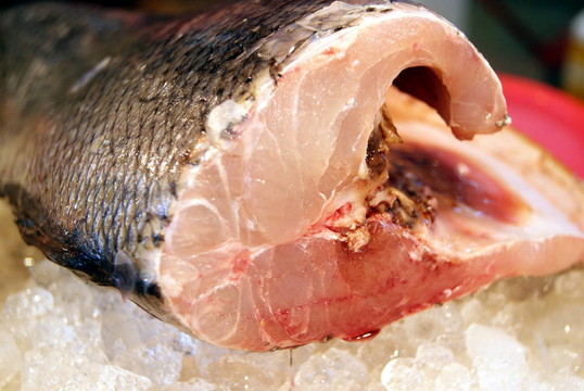 魚的肉