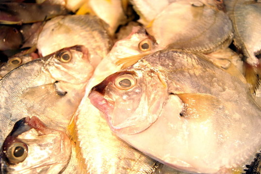 魚