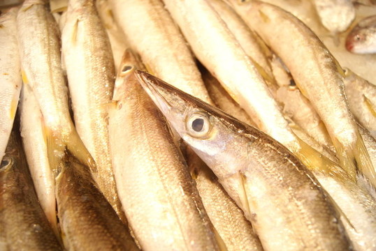 魚