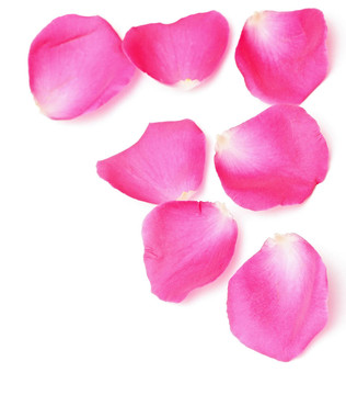 玫瑰的花瓣邊緣