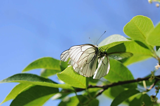 兩只蝴蝶在花上