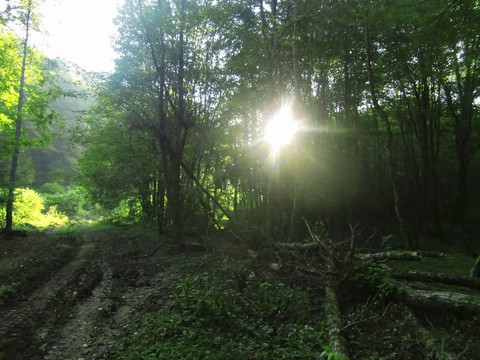 日出在樹林間的夏日森林