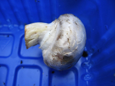 藍(lán)色塑料盒子里的白蘑菇