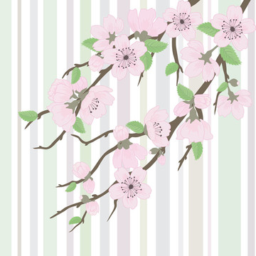 櫻花花枝