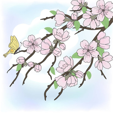 櫻花花枝