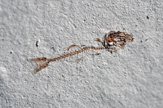 魚化石骨架