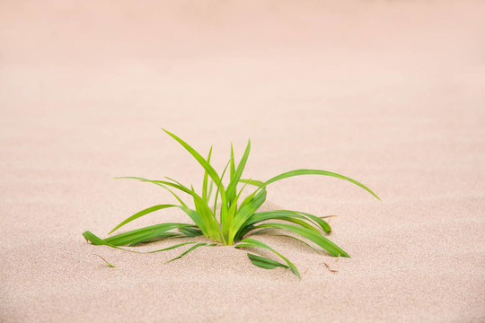 青草沙
