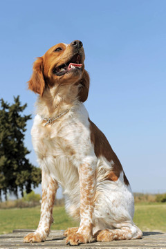 不列塔尼獵犬