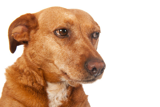 布朗雜交犬
