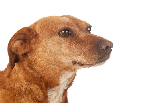 布朗雜交犬