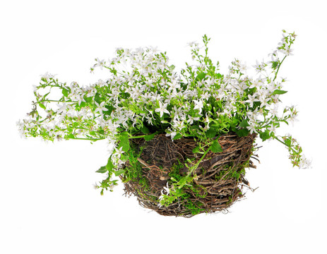 kampanula花組成的