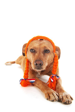 荷蘭褐十字犬